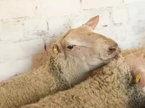 公羊, Precoce sheep — 俄罗斯