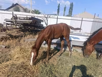 母马, Thoroughbred horse — 照片 3