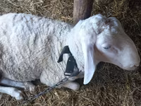 كبش, Awassi sheep — الصورة 2
