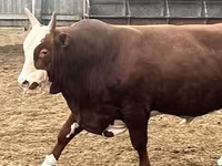 Toro, Raza Holstein — foto 5