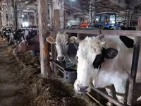 Cow, Cattle — photo 5