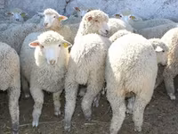 公羊, Kuibyshev sheep — 照片 2