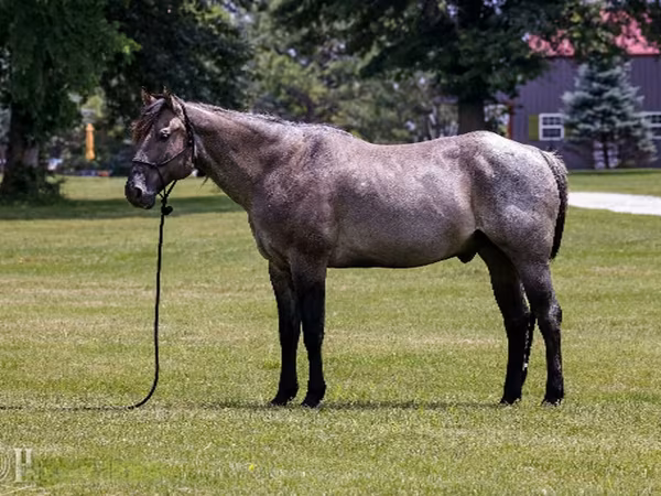 公马, Quarter Horse