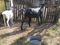 Goat, Goats — photo 3
