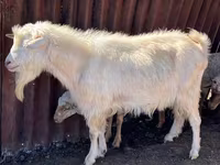 公山羊, Saanen goat — 照片 2