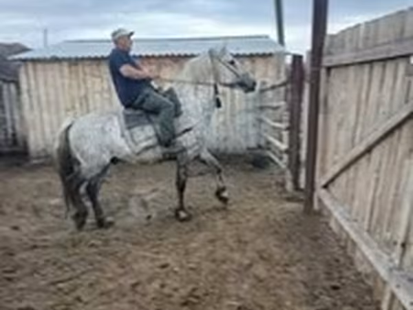 घोड़ा, Arabian horse