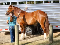 母马, Horses — 照片 6