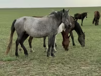 母马, Horses — 照片 4