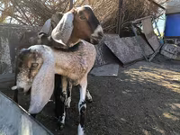 公山羊, Nubian Goat — 照片 2