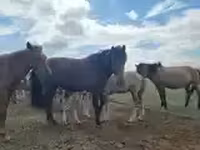 Caballo, Caballos — foto 8