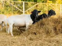 كبش, Dorper sheep — الصورة 6
