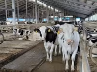 母牛, Holstein breed — 照片 1