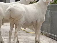 公羊, Sheep — 照片 1