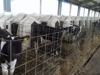 Toro, Raza Holstein — foto 2