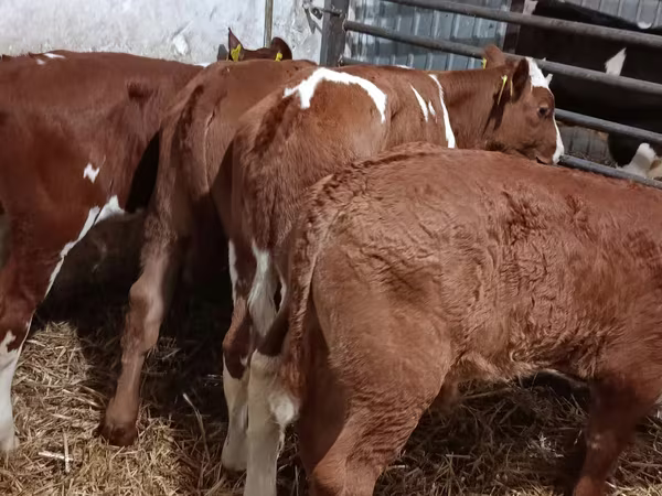 公牛, Cattle