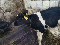 Bulle, Holstein-Rasse — Foto 3