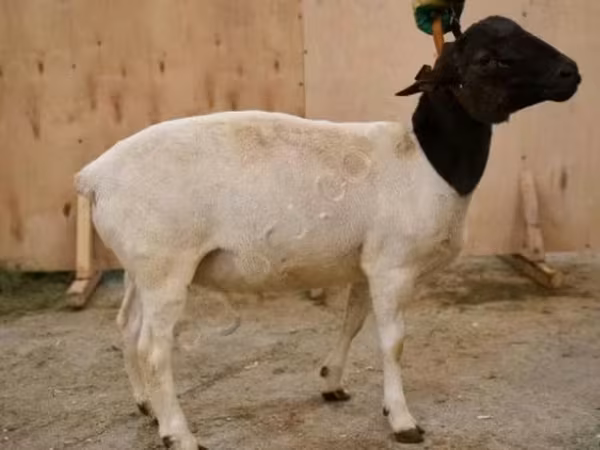 公羊, Dorper sheep