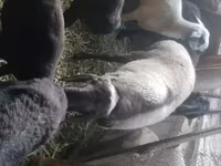 मेढ़ा, Rhon sheep — फ़ोटो 4