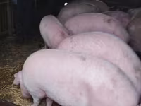 母猪, Pigs — 照片 2