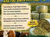 Силосный корм «Ала-Тоо Элит» — высококачественный рацион для КРС и — foto 2