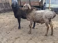 Ram, Hissar sheep — photo 2