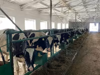 母牛, Holstein breed — 照片 5