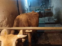 Vaca, Swiss cattle — foto 7