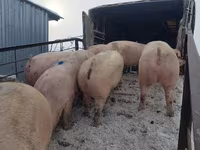 母猪, Pigs — 照片 6