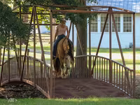 घोड़ा, Gypsy horse — फ़ोटो 4