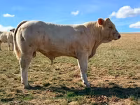 公牛, Charolais cattle — 照片 2