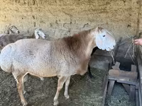公羊, Hissar sheep — 照片 1