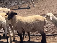 公羊, Hampshire sheep — 照片 1