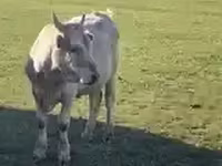 公牛, Cattle — 照片 3