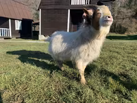 Goat, Goats — photo 3
