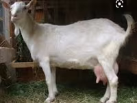Ziegenbock, Saanen goat — Foto 3