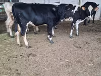 母牛, Swiss cattle — 照片 7