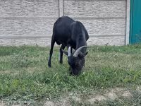 Ziegenbock, Murcia-Granada goats — Foto 4