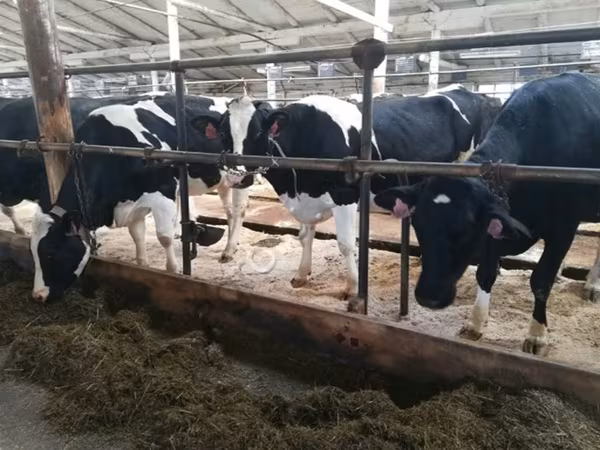 母牛, Swiss cattle — 俄罗斯