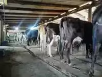 गाय, गोलस्टीन नस्ल — फ़ोटो 7