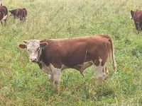 Bull, Cattle — photo 6