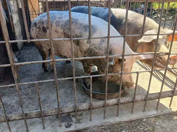 母猪, Pigs