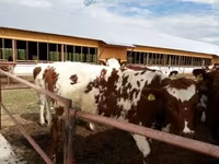 Toro, Raza Holstein — foto 5