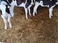 公牛, Cattle — 照片 1