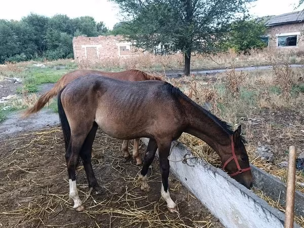 Horses
