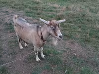 Cabra, Cabras — foto 2