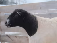 公羊, Dorper sheep — 照片 3