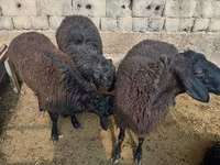 Widder, Rhon sheep — Foto 4