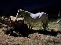 母马, Horses — 照片 1