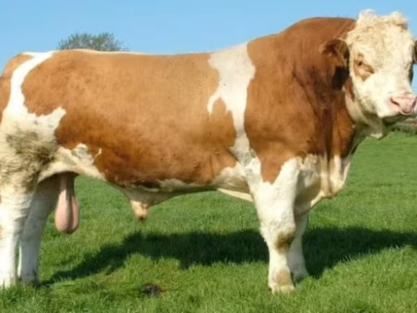 公牛, Hereford