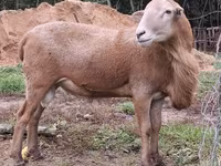 公羊, Katum sheep — 照片 2